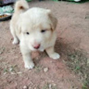 Meet your Posher, Keo